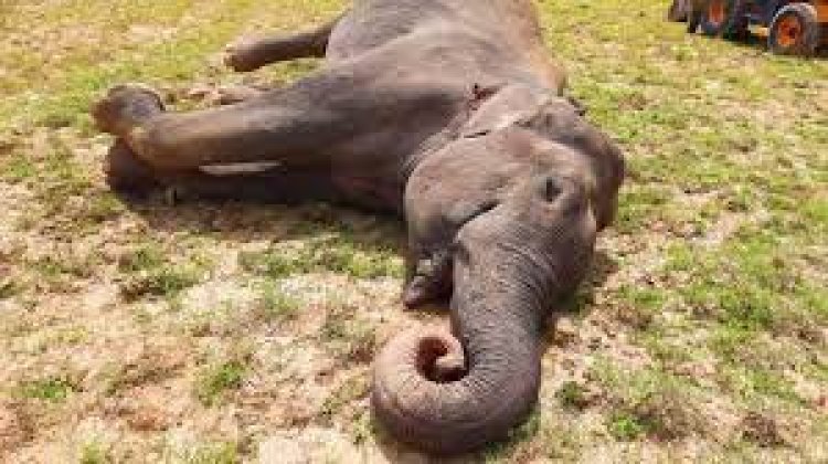 ଦନ୍ତା ହାତୀର ମୃତଦେହ ଠାବ