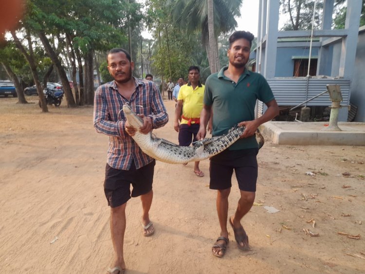 ପୋଖରୀରେ ଲୁଚିଥିଲା ୫ ଫୁଟିଆ ମାଈ କୁମ୍ଭୀର