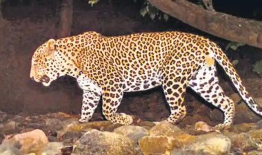 କାବୁ ହେଲା ମଣିଷଖିଆ ବାଘ