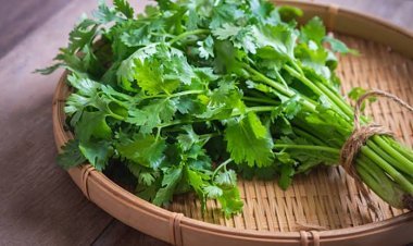 ପ୍ରତିଦିନ ଖାଆନ୍ତୁ ଧନିଆ ପତ୍ର