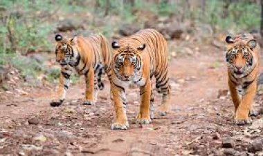 ସାତକୋଶିଆ ଆସିବେ ବାଘ ବାଘୁଣୀ