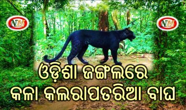 ଓଡ଼ିଶା ଜଙ୍ଗଲରେ  କଳା କଲରାପତରିଆ ବାଘ