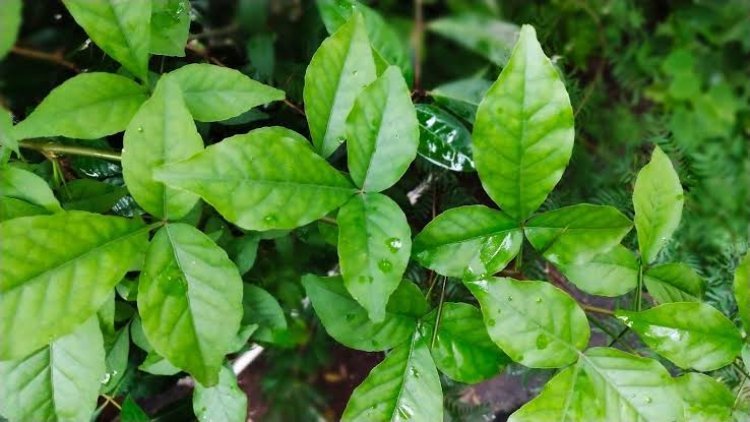 ଆସନ୍ତୁ ଜାଣିବା ବେଲପତ୍ରର ଉପକାରିତା