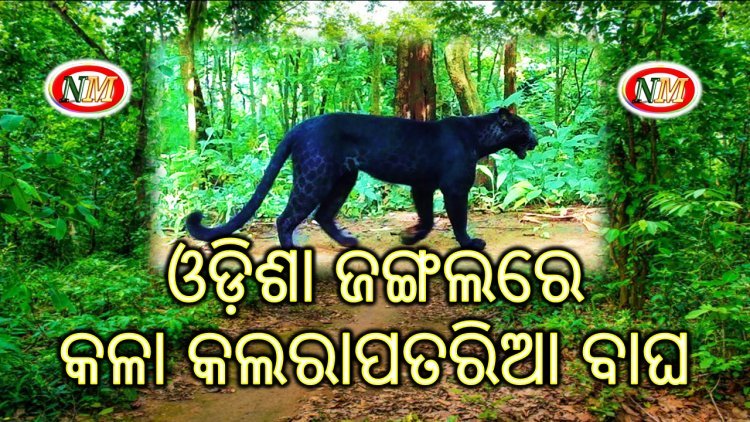 ଓଡ଼ିଶା ଜଙ୍ଗଲରେ କଳା କଲରାପତରିଆ ବାଘ