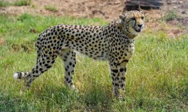 ନୂଆବର୍ଷରେ ନନ୍ଦନକାନନକୁ ଆସିବେ ନୂଆ ଅତିଥି