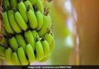 ରୋଗ ପ୍ରତିରୋଧକ ଶକ୍ତି ବଢ଼ାଏ କଞ୍ଚା କଦଳୀ