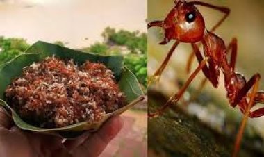 ଶିମିଳିପାଳ କାଇ ପିମ୍ପୁଡି ଚଟଣୀକୁ ଜିଆଇ ଟ୍ୟାଗ