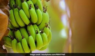ରୋଗ ପ୍ରତିରୋଧକ ଶକ୍ତି ବଢ଼ାଏ କଞ୍ଚା କଦଳୀ