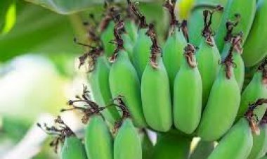 ଆସନ୍ତୁ ଜାଣିବା କଞ୍ଚା କଦଳୀର ଉପକାରିତା