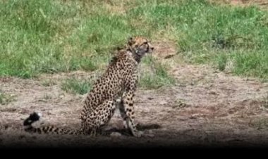 ଝାରସୁଗୁଡ଼ାରେ କଲରା ପତରିଆ ବାଘର ଆତଙ୍କ