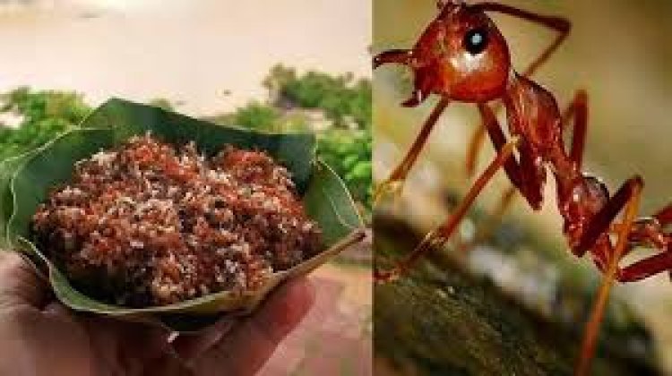 ଶିମିଳିପାଳ କାଇ ପିମ୍ପୁଡି ଚଟଣୀକୁ ଜିଆଇ ଟ୍ୟାଗ