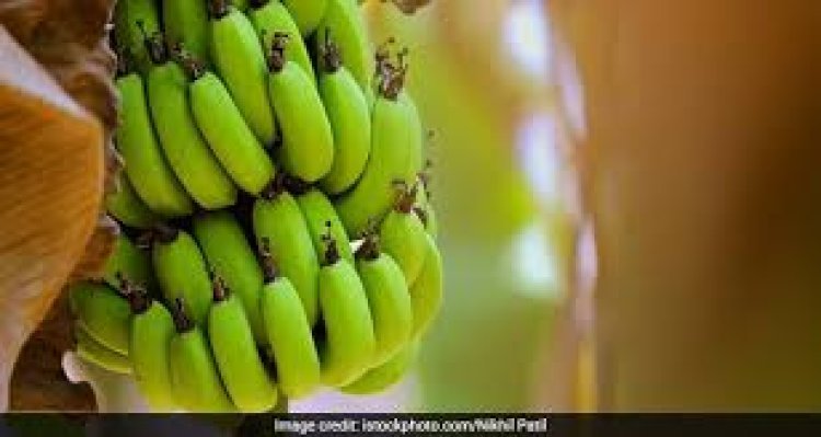 ରୋଗ ପ୍ରତିରୋଧକ ଶକ୍ତି ବଢ଼ାଏ କଞ୍ଚା କଦଳୀ