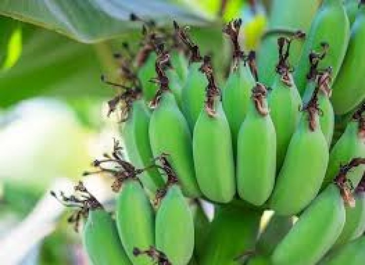 ଆସନ୍ତୁ ଜାଣିବା କଞ୍ଚା କଦଳୀର ଉପକାରିତା