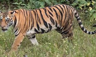 ଓଡ଼ିଶାରେ ଅଛନ୍ତି ୩୦ ମହାବଳ