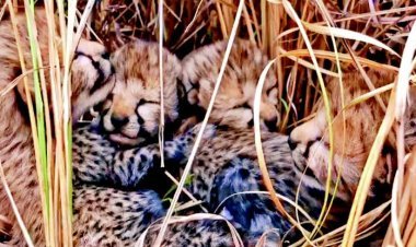 ଶାବକଙ୍କୁ ଜନ୍ମ ଦେଲା ଚିତା ଗାମିନୀ