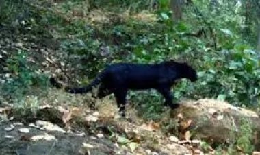 ଓଡ଼ିଶାରେ ପୁଣି ଦେଖାଦେଲା କଳା ବାଘ