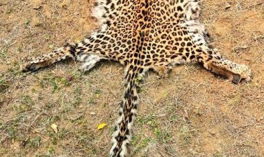 STF ପଞ୍ଝାରେ ବାଘ ଛାଲ ବେପାରୀ, ଡିଲ୍ ବେଳେ ଦୁଇ ଗିରଫ