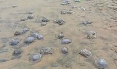 ପୁରୀ ବେଳାଭୂମିରେ ଶହ ଶହ ଜେଲିଫିସ୍; ଦୁର୍ଗନ୍ଧରେ ଫାଟି ପଡୁଛି ଅଞ୍ଚଳ, ଅସନ୍ତୋଷ ପର୍ଯ୍ୟଟକ