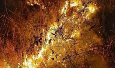 ଶିମିଳିପାଳରେ ଲାଗିଛି ନିଆଁ