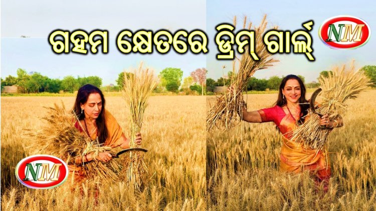 ଗହମ କ୍ଷେତରେ ଡ୍ରିମ୍ ଗାର୍ଲ୍ ହେମାମାଳିନୀ