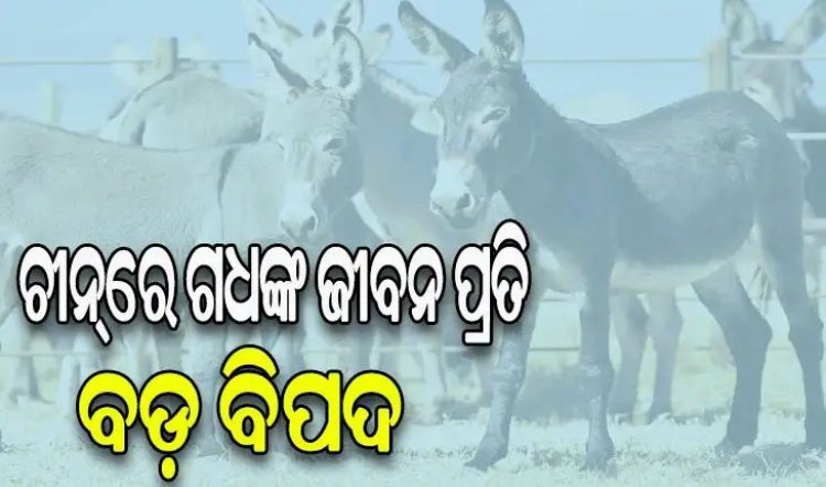 ଚୀନ୍ରେ ୨ ବର୍ଷରେ ୭୦ ଲକ୍ଷ ଗଧଙ୍କୁ ହତ୍ୟା