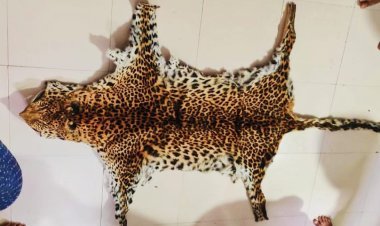 Team of STF conducted raid,  seized Leopard Skin