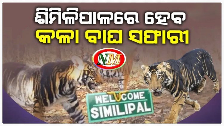 ଶିମିଳିପାଳରେ ହେବ ବିଶ୍ୱର ପ୍ରଥମ କଳାବାଘ ସଫାରୀ