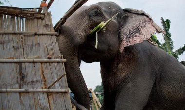 ହାତୀ ଭାଙ୍ଗିଲେ ମିଳିବ ନୂଆ ଘର