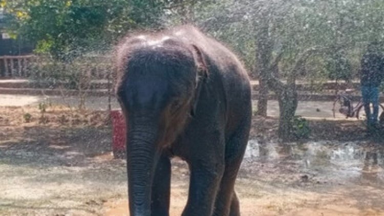 ଛୁଆ ହାତୀ ମାମା ର ମୃତ୍ୟୁ