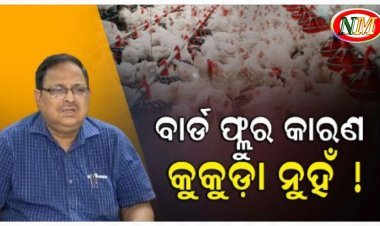 ବାର୍ଡ ଫ୍ଲୁର ଉତ୍ସ କୁକୁଡ଼ା ନୁହେଁ