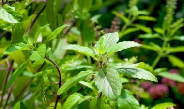 ତୁଳସୀ ପତ୍ରର ଉପକାରିତା