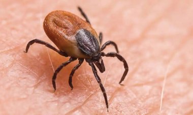 ବରଗଡ଼ରେ ସପ୍ତାହେ ମଧ୍ୟରେ ୩ ସ୍କ୍ରବ ଟାଇଫସ ଆକ୍ରାନ୍ତଙ୍କ ମୃତ୍ୟୁ