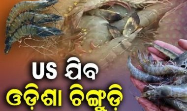 ଆମେରିକା ହାଣ୍ଡିଶାଳରେ ପହଞ୍ଚିବ ଓଡ଼ିଶାର ଜିଅନ୍ତା ଚିଙ୍ଗୁଡ଼ି