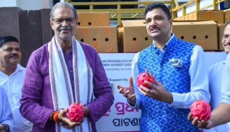ଓଡିଶାରୁ ଦୁବାଇ ଗଲା ଡ୍ରାଗନ ଫଳ