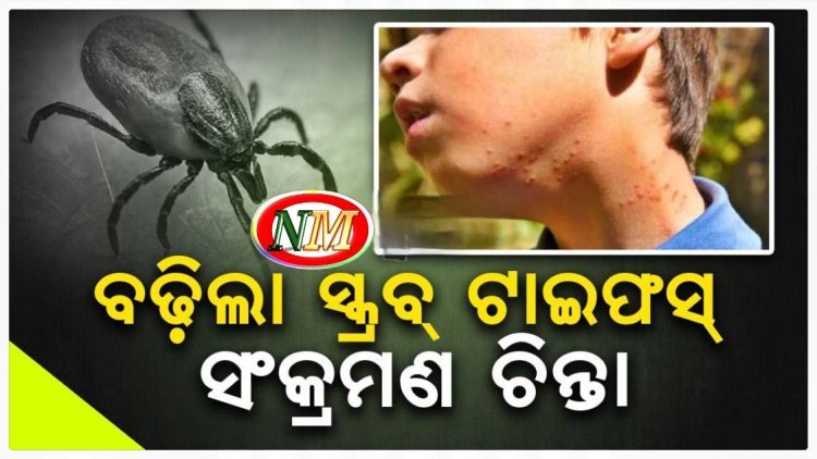 ବଢ଼ିଲା ସ୍କ୍ରବ୍ ଟାଇଫସ୍ ସଂକ୍ରମଣ ଚିନ୍ତା