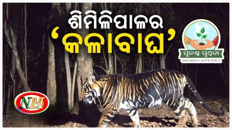 ଶିମିଳିପାଳର 'କଳାବାଘ': ସଫାରି ପାଇଁ ନକ୍ସା ପ୍ରସ୍ତୁତ