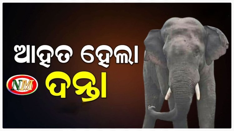 ଦନ୍ତା ଆହତ, ସ୍ବାସ୍ଥ୍ୟାବସ୍ଥା ଅନୁଧ୍ୟାନ କରୁଛି ବିଶେଷଜ୍ଞ ଟିମ୍