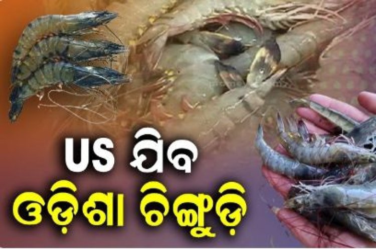 ଆମେରିକା ହାଣ୍ଡିଶାଳରେ ପହଞ୍ଚିବ ଓଡ଼ିଶାର ଜିଅନ୍ତା ଚିଙ୍ଗୁଡ଼ି