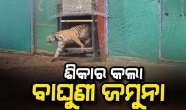 ଶିକାର କଲା ବାଘୁଣୀ ଜମୁନା