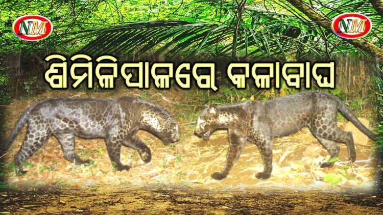 ଶିମିଳିପାଳରେ ବୁଲୁଛି କଳାବାଘ