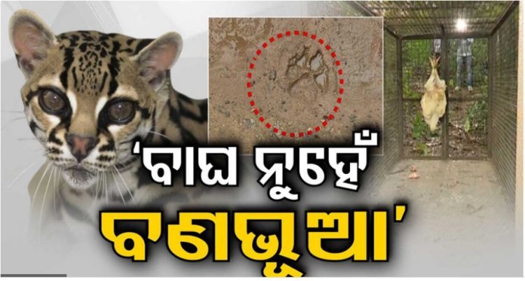 ରାଜଧାନୀରେ ବାଘ ଆତଙ୍କର ପର୍ଦ୍ଦାଫାସ