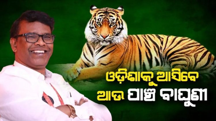ମହାରାଷ୍ଟ୍ରରୁ ଓଡ଼ିଶାକୁ ଆସିବେ ଆଉ ୫ ବାଘୁଣୀ