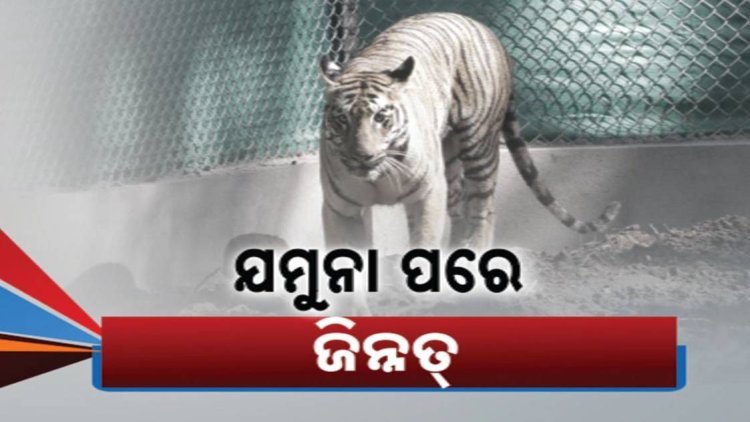 ଯମୁନା ପରେ ଆସିଲା ଜିନ୍ନତ