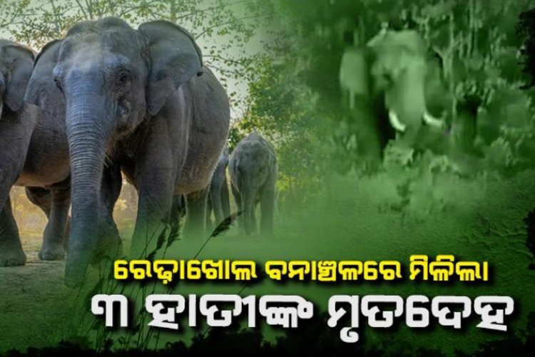 ୩ ହାତୀଙ୍କ ମୃତ୍ୟୁ